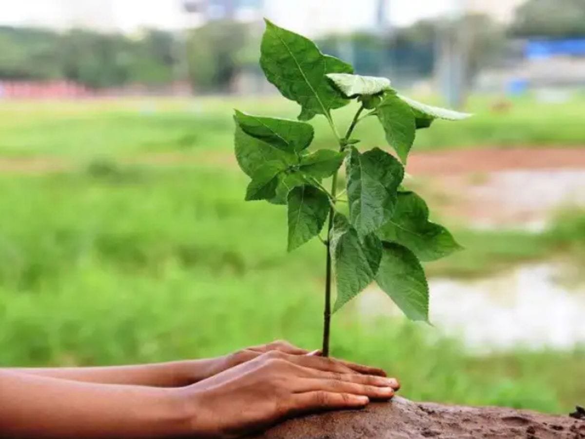 वृक्ष लागवड